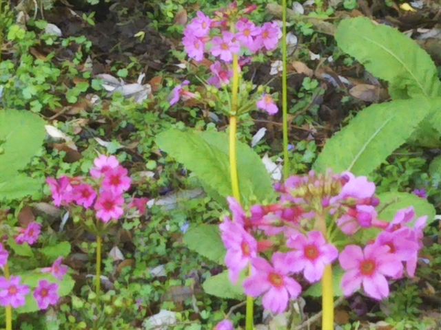 �p�F�R��֑�   2018�N5��20��_�p�F�R