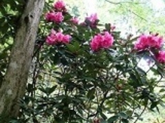 イオンさんの岡寺の石楠花の投稿写真1