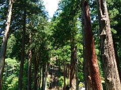 菊ちゃんさんの身延山の千本杉への投稿写真1
