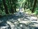 菊ちゃんさんの身延山の千本杉への投稿写真3