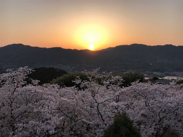 開山の桜】アクセス・営業時間・料金情報 - じゃらんnet