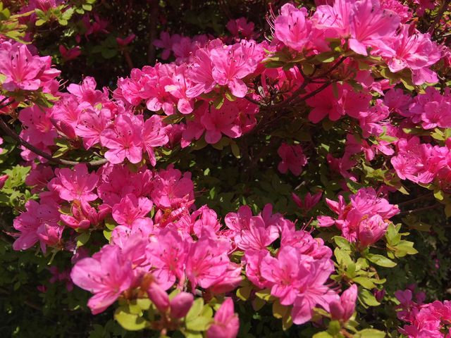 poporon̓c㌴̃~}LV}̓eʐ^1