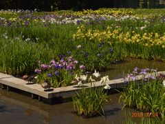 見事な花菖蒲園 加茂荘花鳥園の口コミ じゃらんnet