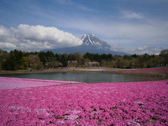 �x�m�R�̎ʐ^1