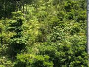 �ƂƂ���̖���̐X�̓��e�ʐ^1