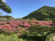 poporon̒ř̃~}LV}Q̓eʐ^2