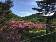 poporon̒ř̃~}LV}Q̓eʐ^4