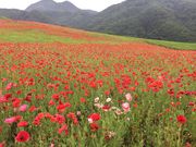 Paco̍ʂ̍ӂꂠq̃|s[̓eʐ^1