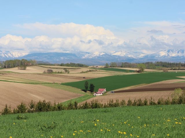 �p�b�`���[�N�̋u_�V�h�̋u�W�]����