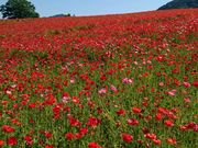 `r`r̍ʂ̍ӂꂠq̓eʐ^1