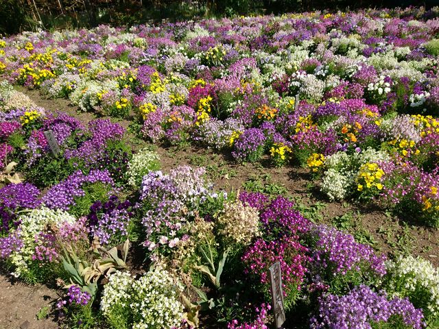 �F�N�₩�ȉ�_���̓t�����[���[���h