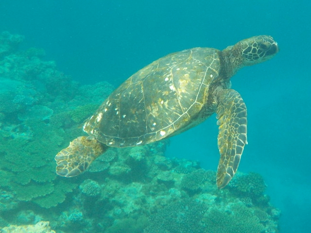 �J������̉��̃T���S�̐X(^^)/_�_�C�r���O�V���b�v�@�l�o�[�����h