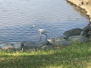 ߂̂̒̒ŕ@il{뉀j̓eʐ^2