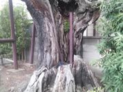 Ƃ񂳂̉@̃VC̓eʐ^3