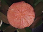 񂾂ꂳ̂܂̂{ ̓eʐ^1