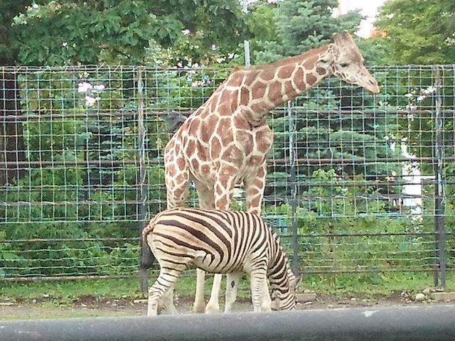 �L�����ƃV�}�E�}���ǂ��V��ł��B_���тЂ듮����