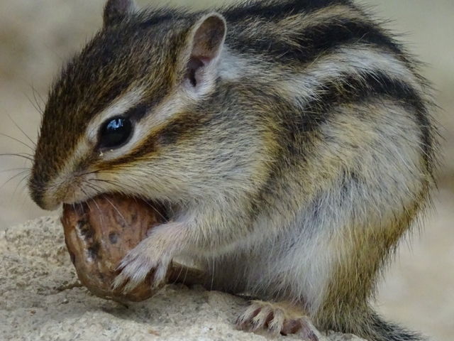 �ӓ���厖�����ɕ����Ă܂�_���X�̐X