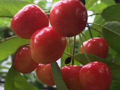 x݂̗̂@lG̉Ƃւ̓eʐ^1