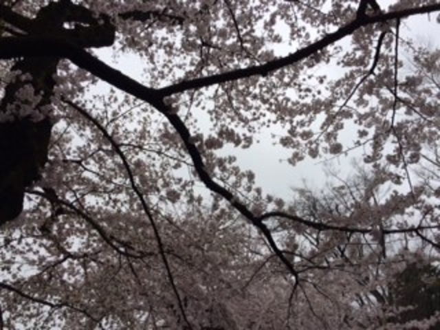 �傫�ȍ��̖؂ł����B_�Ō����y�ё��㎛�����̍�