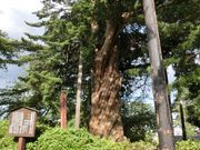 �����ӂ�����̏��c����Ղ̃C�k�}�L�̓��e�ʐ^1