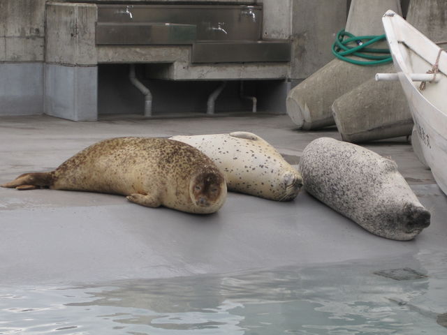 �A�U���V�����̍b������_���R������