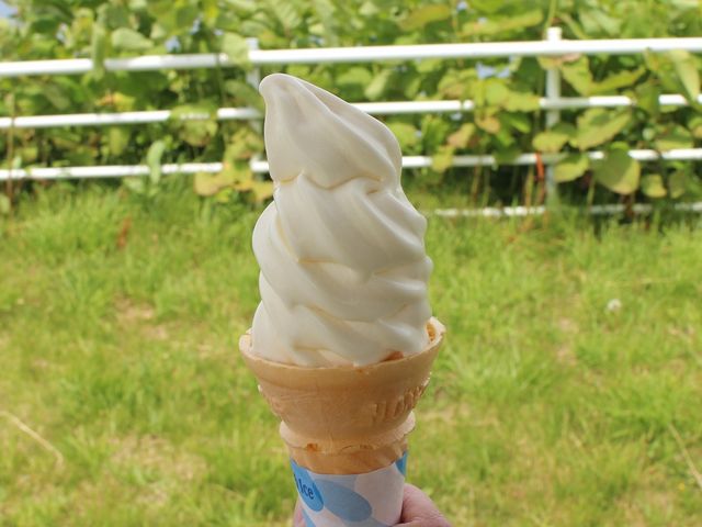 �\�t�g_���q��@�{�Y��