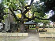 肻Ȃ̘@@lȔ̓eʐ^1