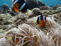 񂳂̃}T[rXނʁ[ւ̓eʐ^1