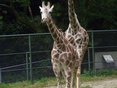 ̂ڂ肳̕sAւ̓eʐ^1