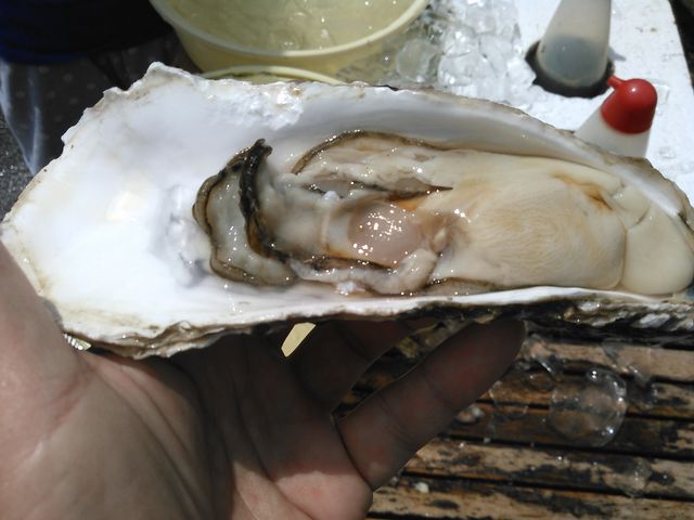 �Ȃ�Ƃ���łP�T�O�~_���}�T���Y �s������X