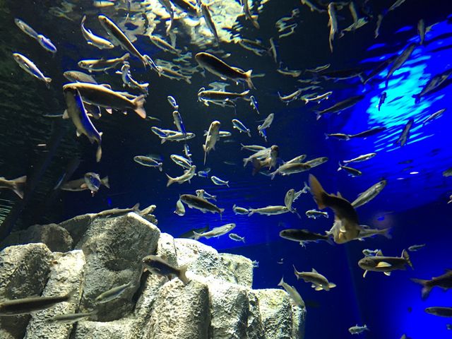 �����ق̒��̐���_�T�P�̂ӂ邳�Ɛ�ΐ�����