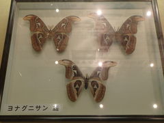 与那国島の昆虫資料館 アヤミハビル館の口コミ じゃらんnet