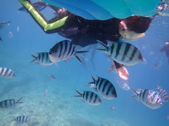 ߂񂳂̐̓A@Dive@ւ̓eʐ^1