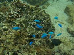 Ȃ̐̓A@Dive@ւ̓eʐ^1