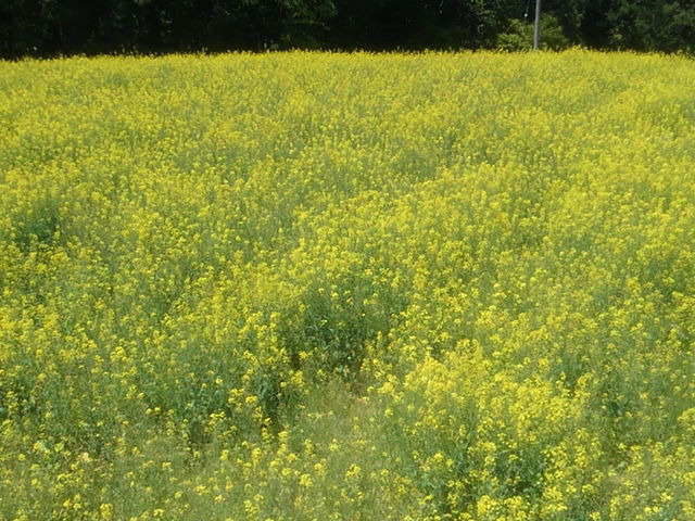 łT̂قԂƂ̂_ǕĂЂ܂yΔ_̍؂̉