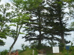 船岡城址公園の樅ノ木 船岡城址公園の樅ノ木の口コミ じゃらんnet