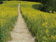 ̖ǕĂЂ܂yΔ_̍؂̉Ԃ̓eʐ^3