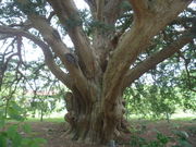 �g�V���[����̖������̑�J���̓��e�ʐ^1