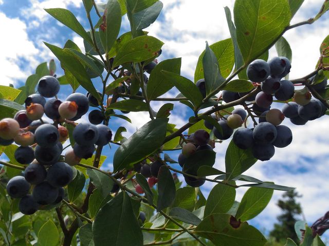 ��ƃu���[�x���[�I
�����낷�Ǝ��h�哇�̊C�������܂��B_�݂炢�K�[�f���t�@�[��