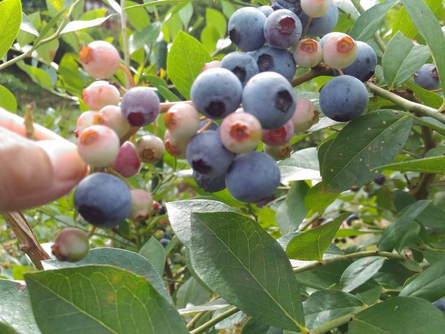 �傫�ȃu���[�x���[�͂Ƃ��Ă��Â��Ĕ��������I�I_�݂炢�K�[�f���t�@�[��