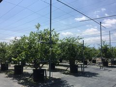 NozomiSakura@Berryf@Gardenix[YK[fjւ̓eʐ^1