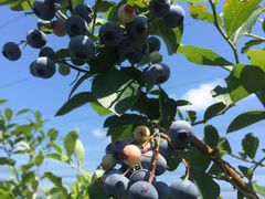 NozomiSakura@Berryf@Gardenix[YK[fjւ̓eʐ^2