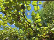 ݂₿񂳂̈S@H[̓eʐ^1