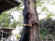 邪񂳂̏Rא_Ђ̃PL̓eʐ^1