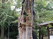 邪񂳂̏Rא_Ђ̃PL̓eʐ^2