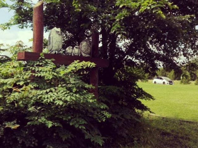 ������Y��ł����O�O_�J���ʏ��w�Z�@�R�J�E�R�[�����n�E�X