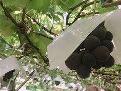 񂿂񂳂̒_ւ̓eʐ^1