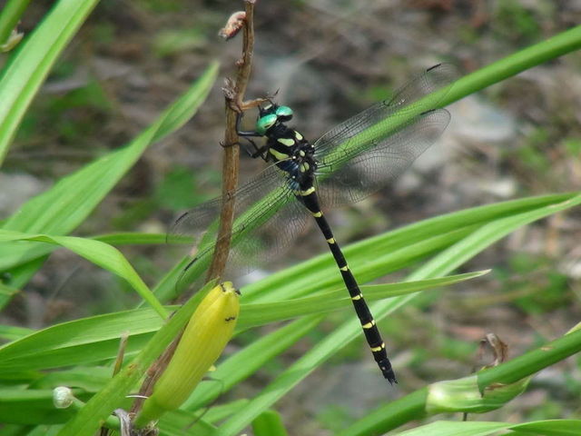 shig̒}gRP[uJ[̓eʐ^2