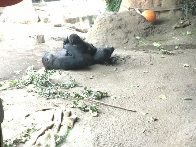 ̏ɐԂ񂪂܂_쓮 SEg̏ZސX