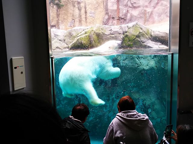 �z�b�L���N�O�}_���R������